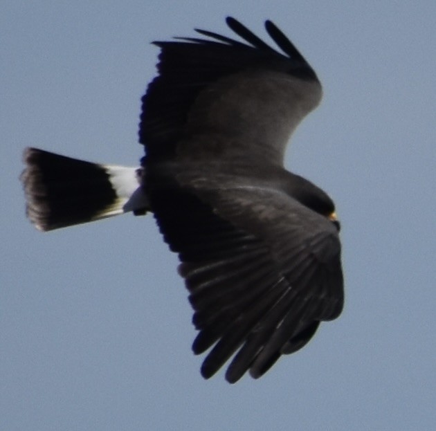 Snail Kite - ML651350725