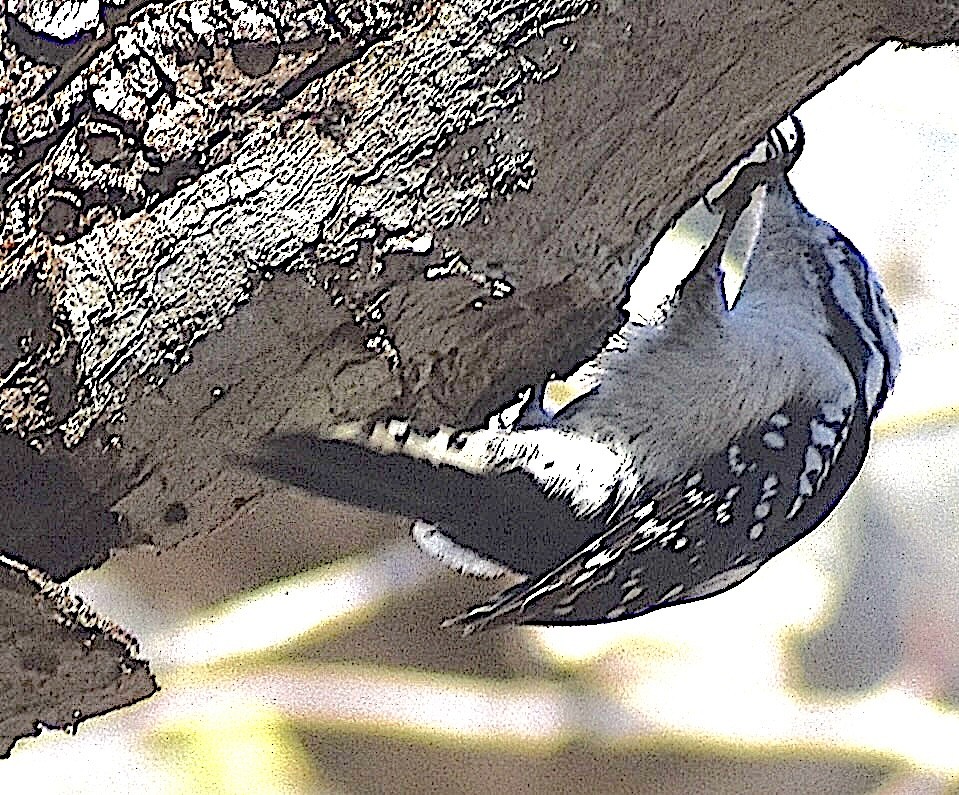 Downy Woodpecker - ML651350750