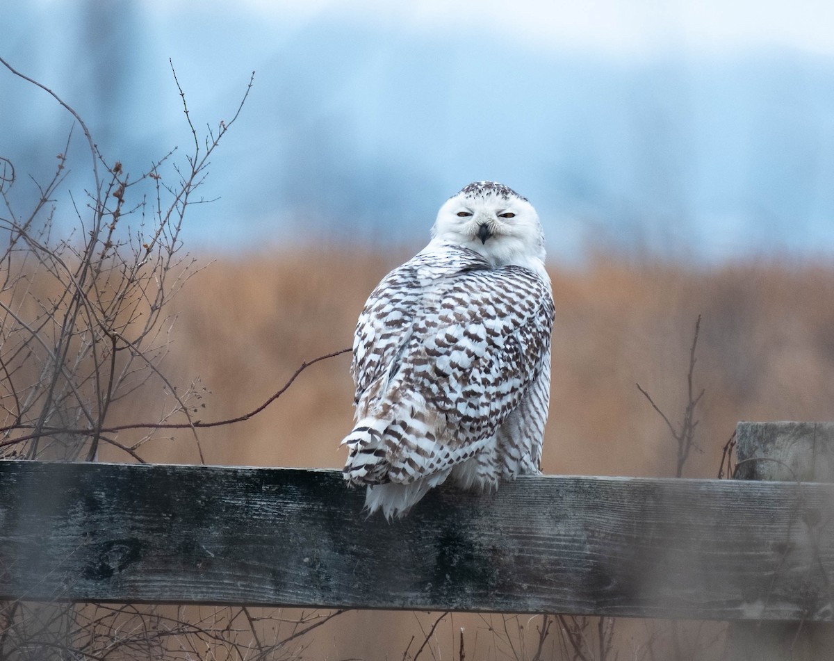 sovice sněžní - ML651350808