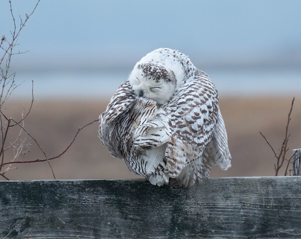 sovice sněžní - ML651350809