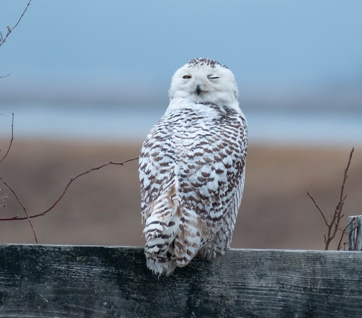 sovice sněžní - ML651350810