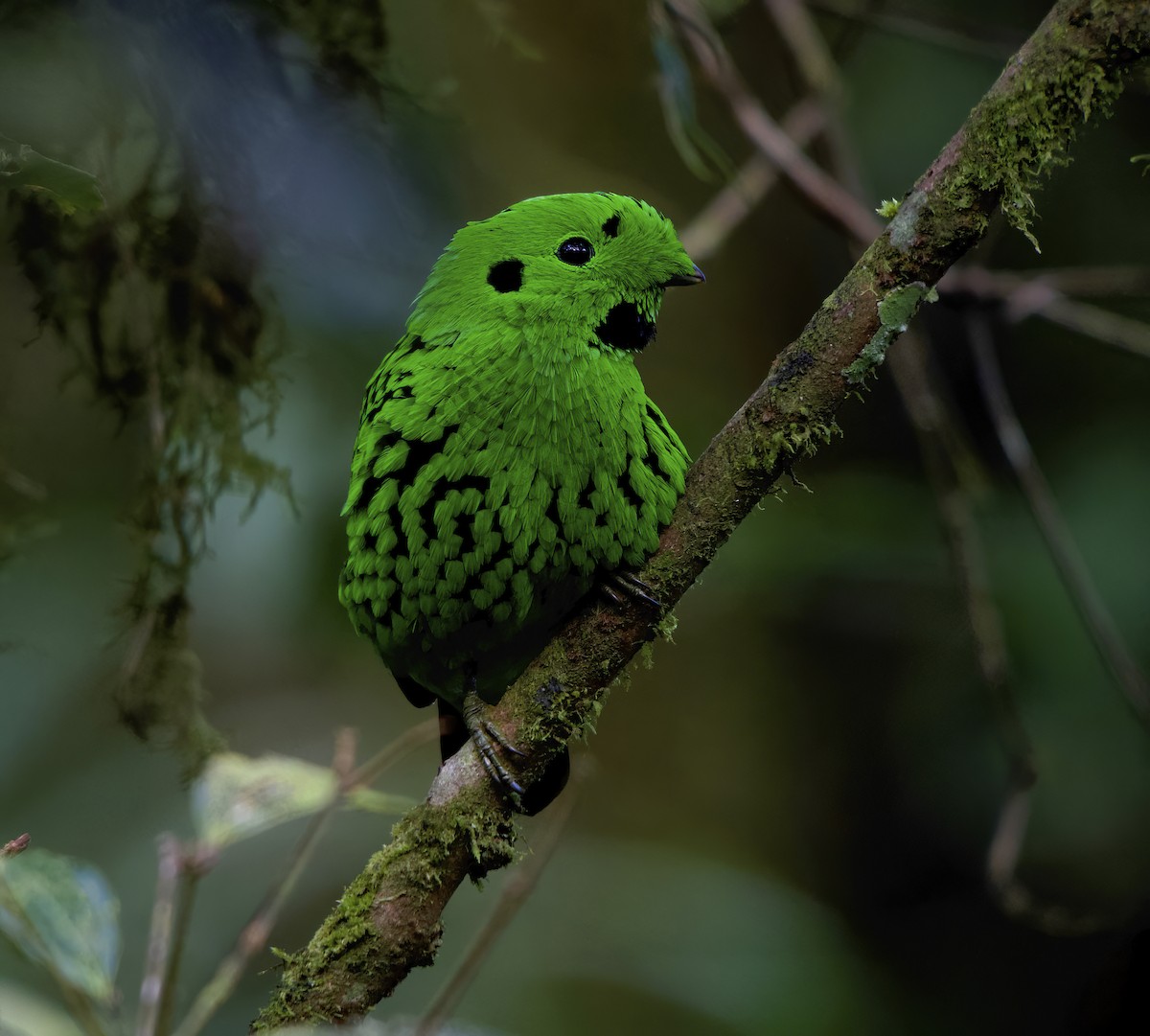 Whitehead's Broadbill - ML651351192