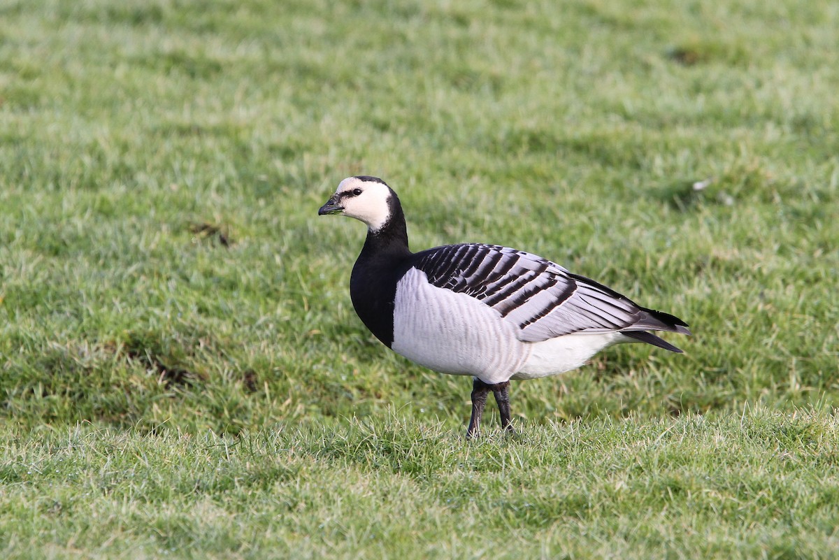 Barnacle Goose - Christoph Moning