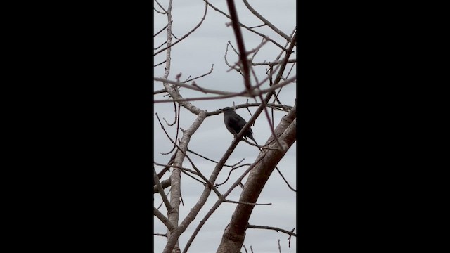 ネコマネドリ - ML651352102