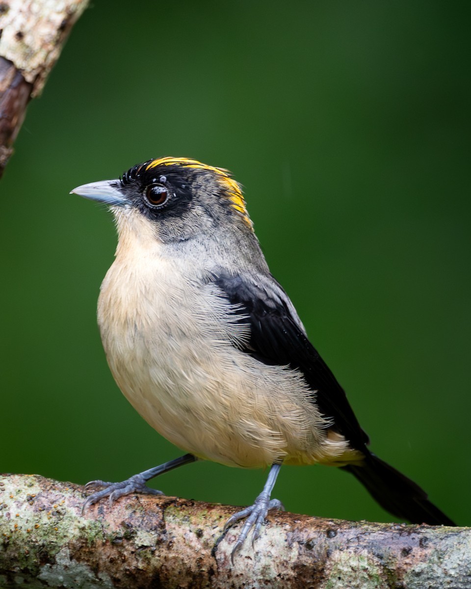 ヒゲフウキンチョウ - ML651352481