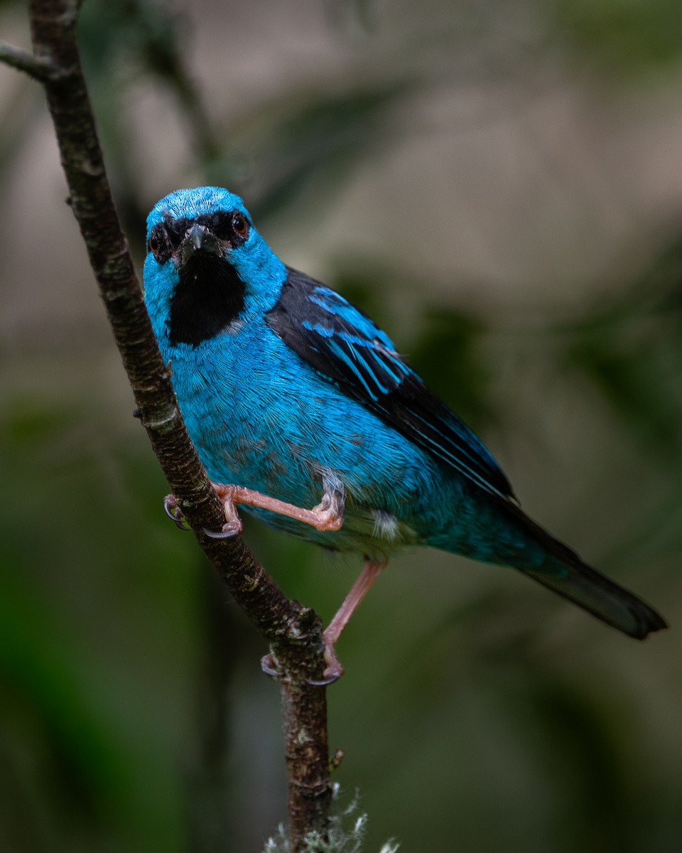 ヒワミツドリ - ML651352482