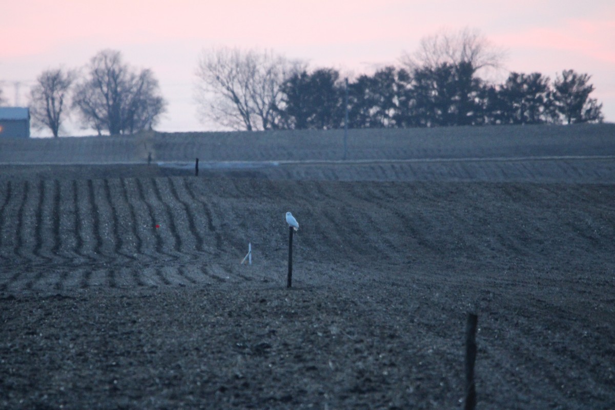 eBird Checklist - 16 Feb 2026 - 561 Fairway Drive, Minonk, Illinois, US ...