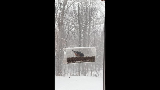 Eastern Towhee - ML651354319