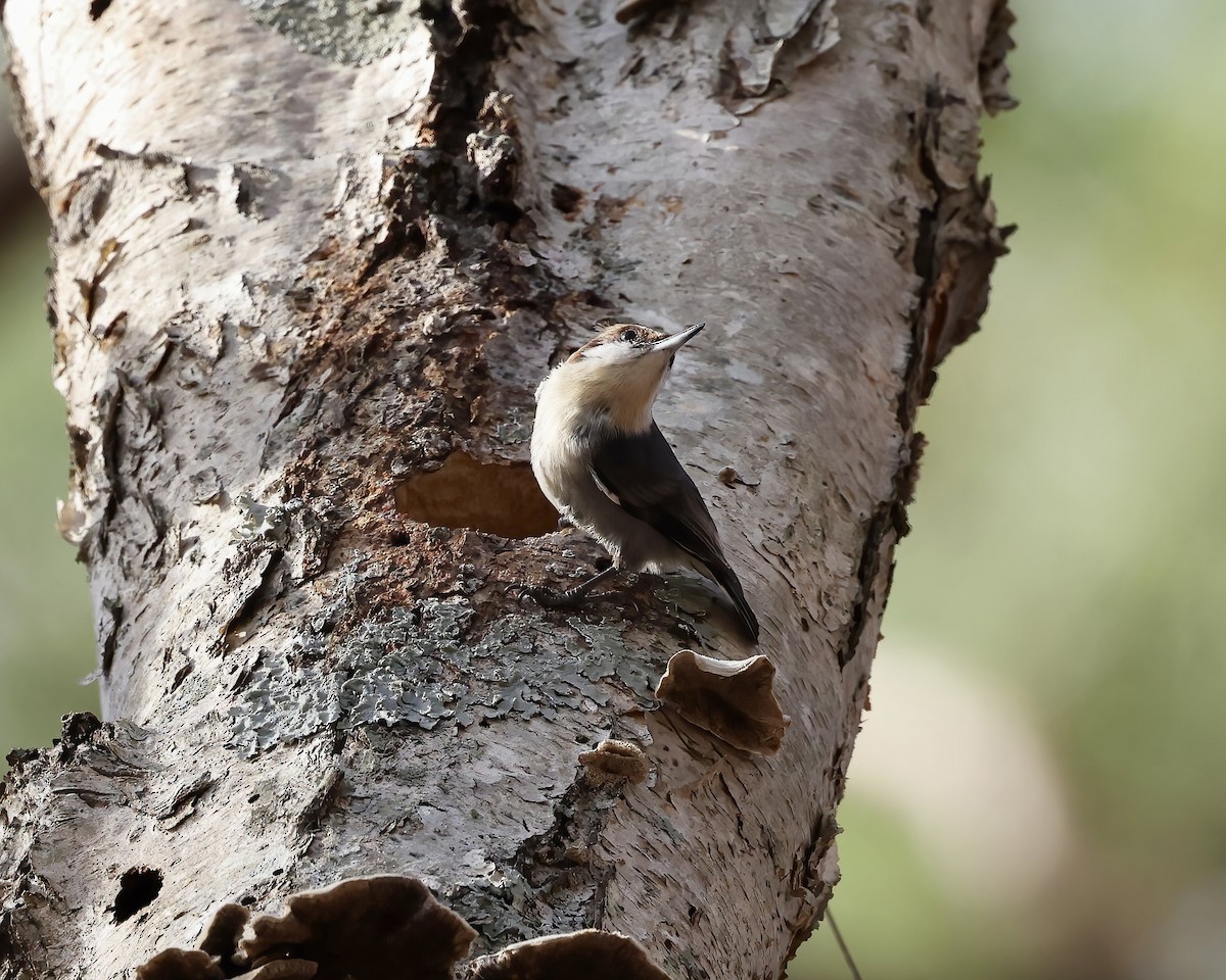 Brown-headed Nuthatch - ML651355665