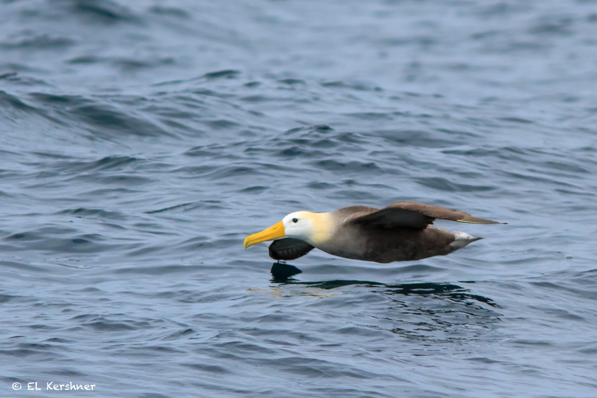 Waved Albatross - ML65135571