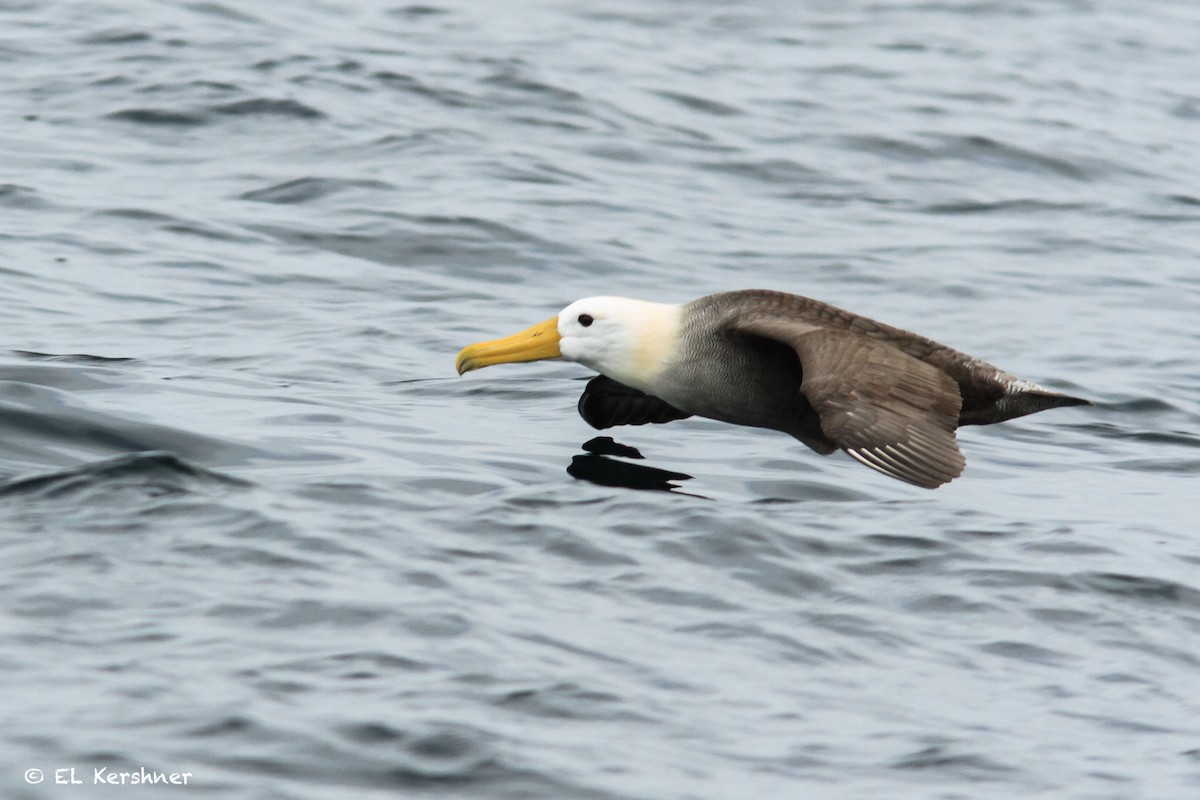 Albatros des Galapagos - ML65135581