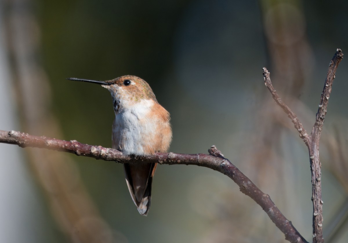 Rufous Hummingbird - ML651356526