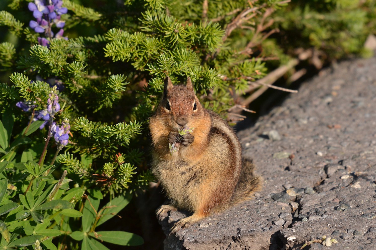 Golden-mantled Ground Squirrel - ML651356529