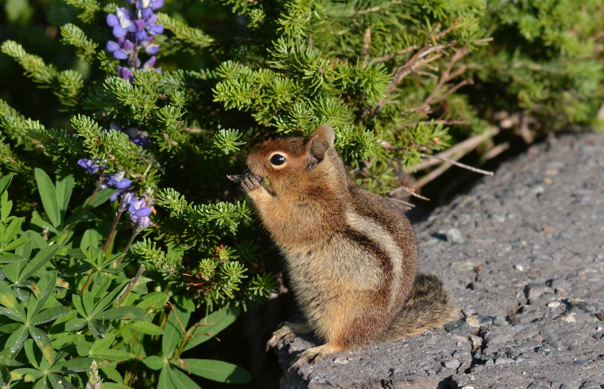 Golden-mantled Ground Squirrel - ML651356530