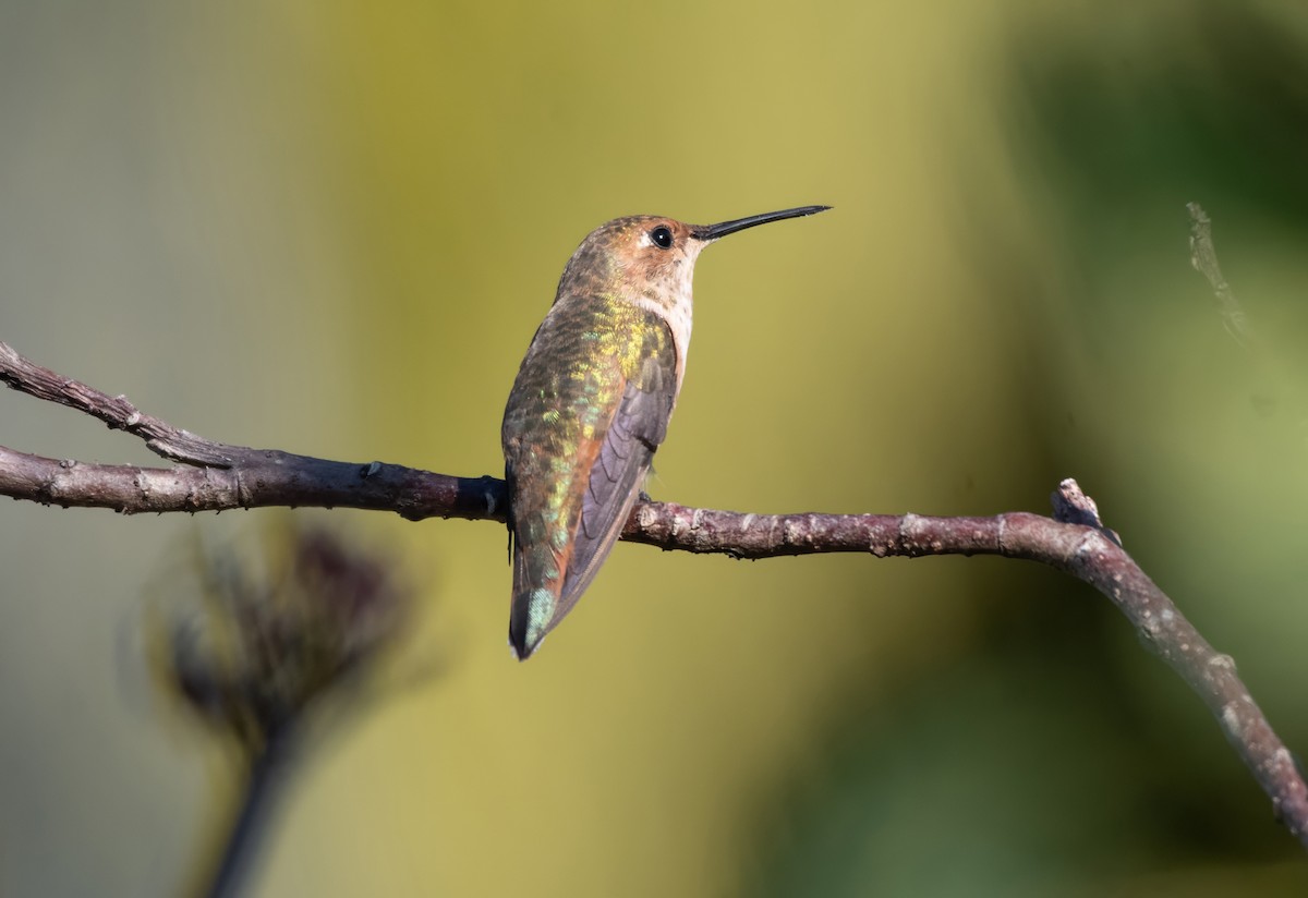 Rufous Hummingbird - ML651356532