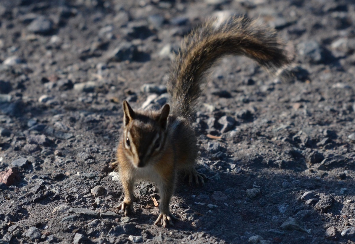 Townsend's Chipmunk - ML651356626