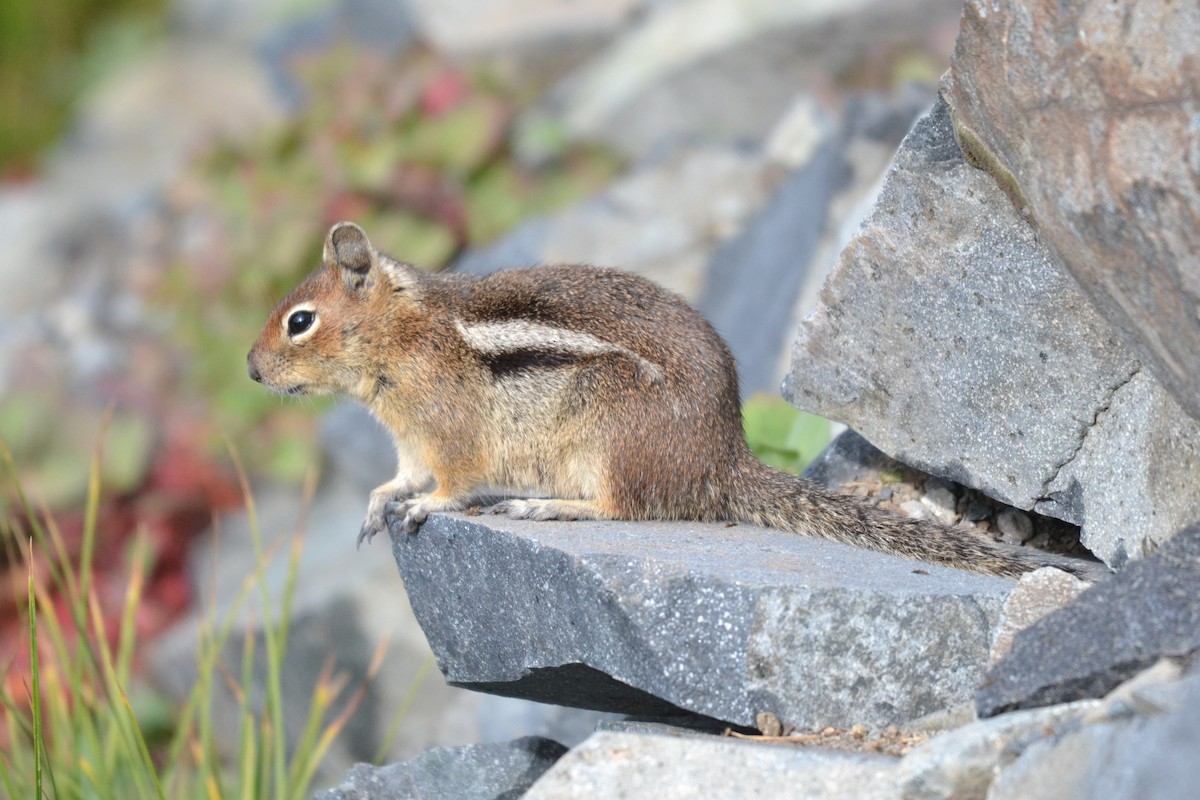 Golden-mantled Ground Squirrel - ML651356793