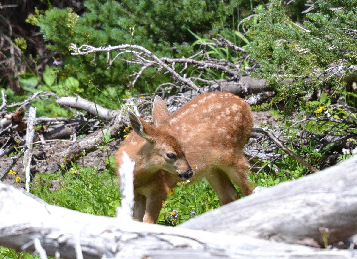 Mule Deer - ML651356912
