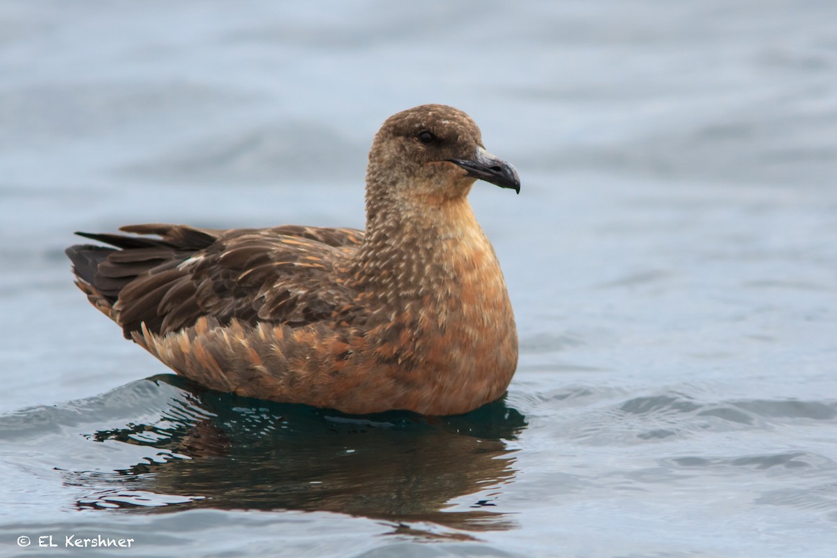 Chilean Skua - Eric Kershner
