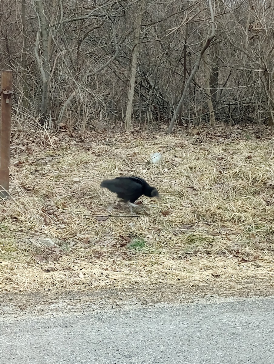 Black Vulture - ML651357288