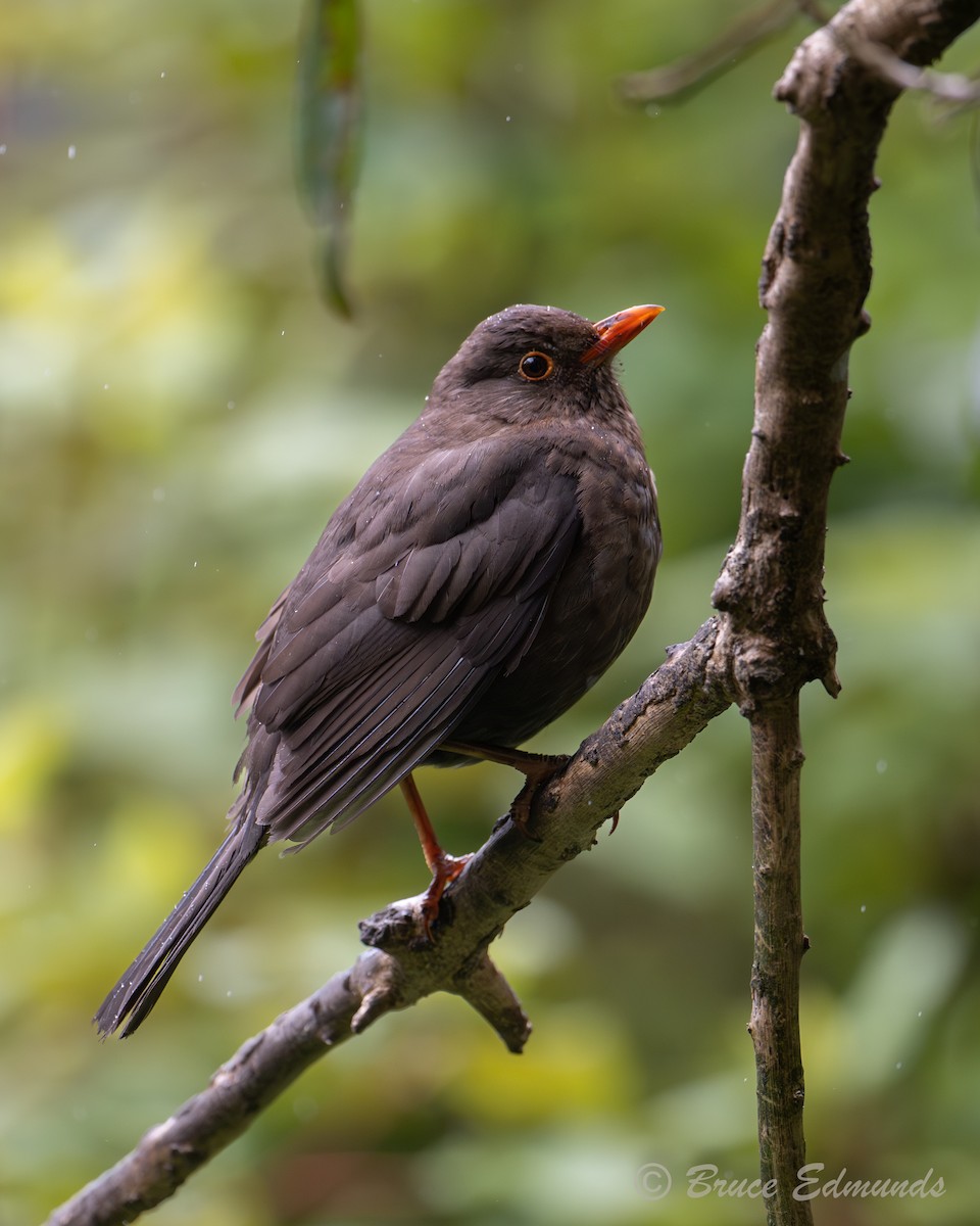 Чёрный дрозд - ML651359243