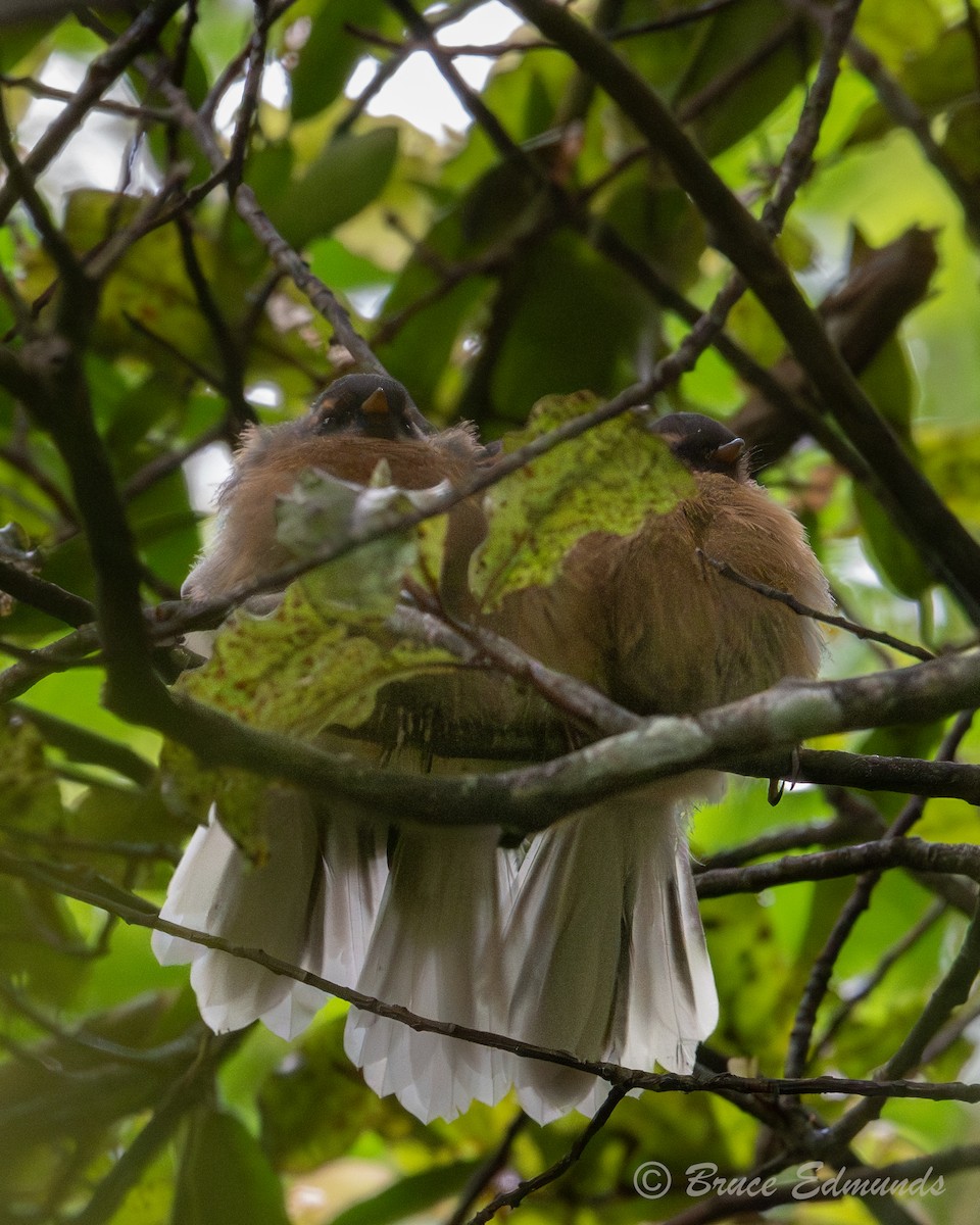 Новозеландская веерохвостка - ML651359248