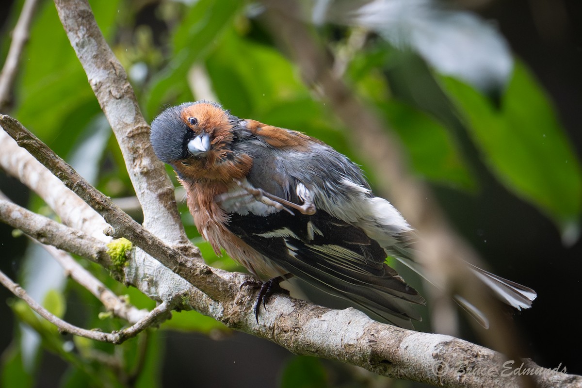 Зяблик - ML651359258