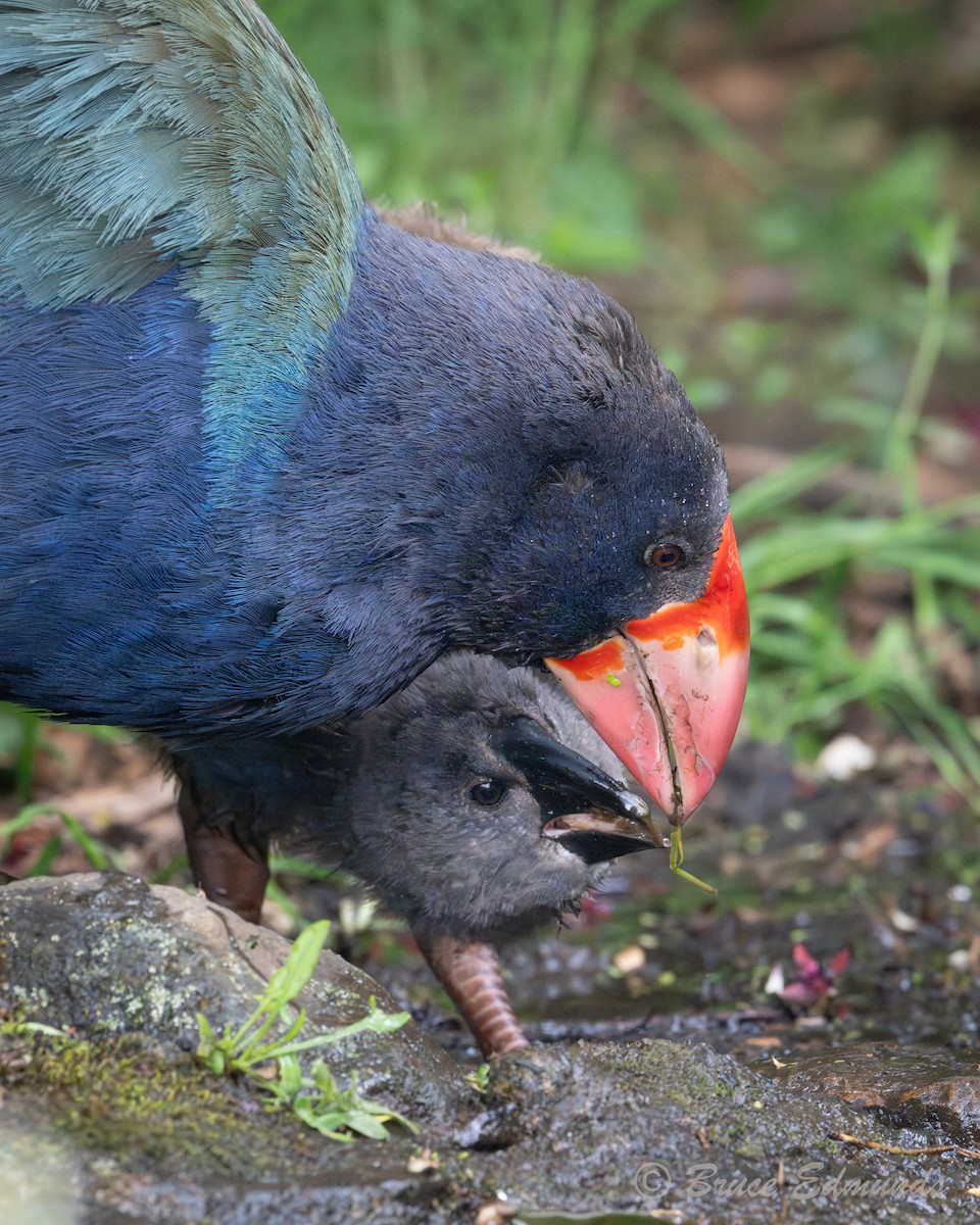 Такахе - ML651359285