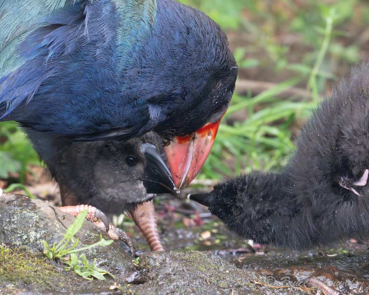 Такахе - ML651359286