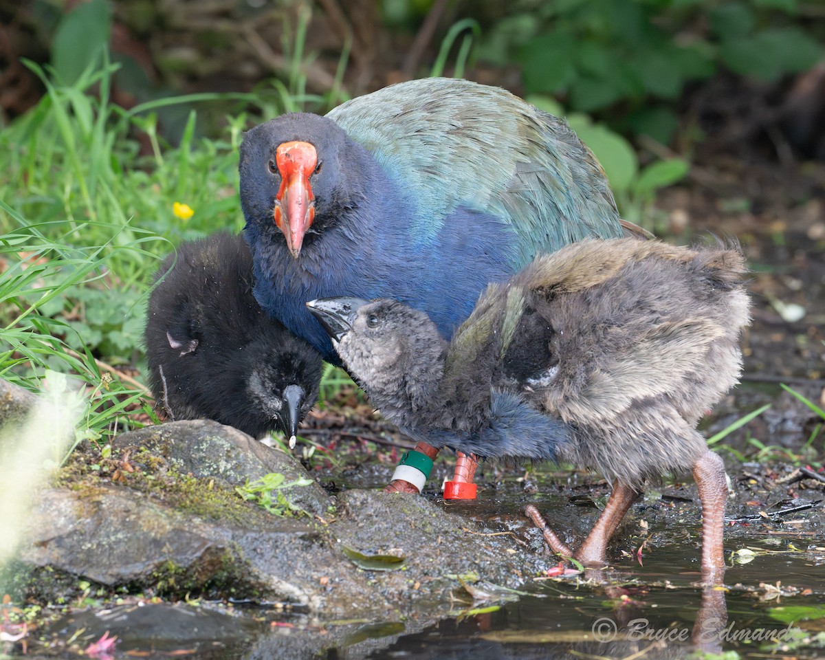 Такахе - ML651359287