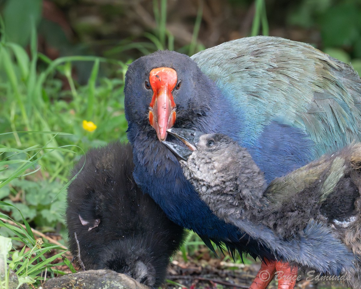 Такахе - ML651359288