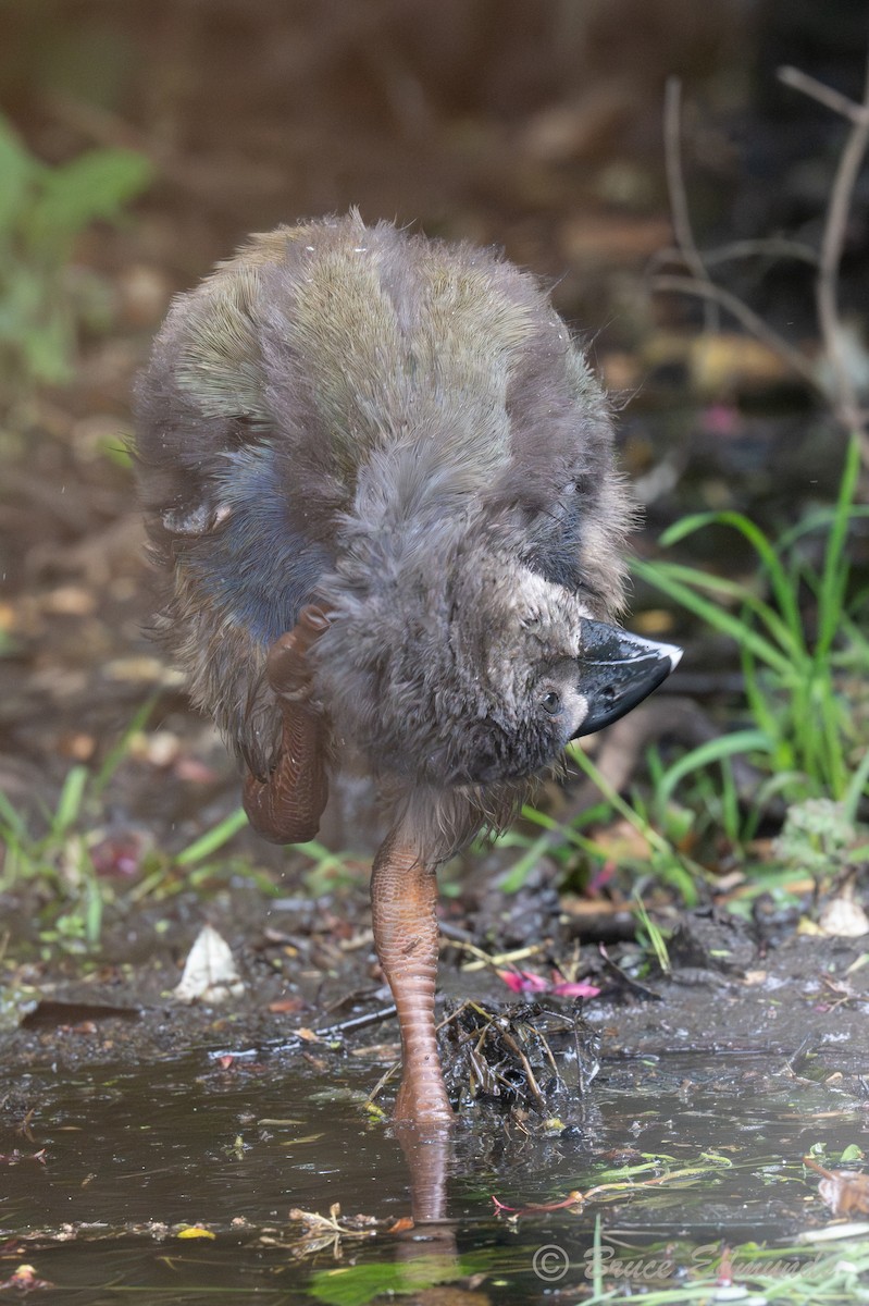 Такахе - ML651359289