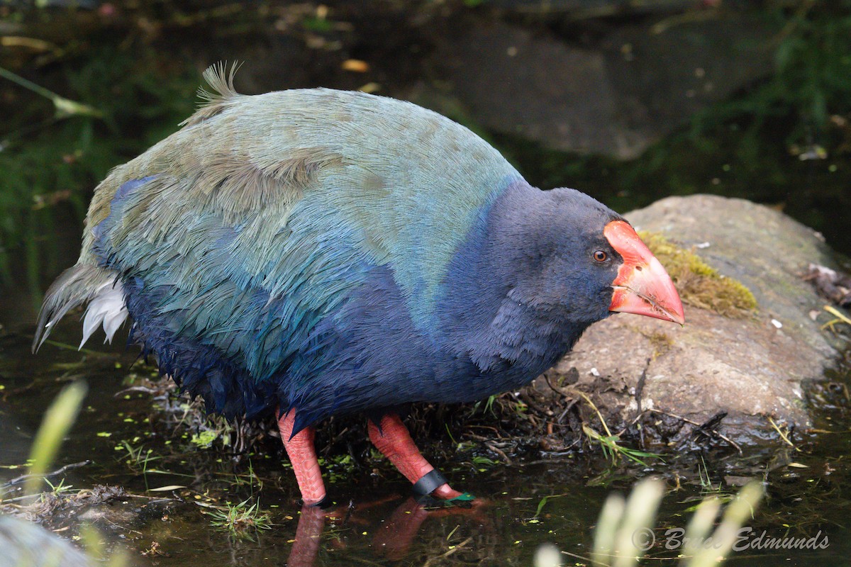 Такахе - ML651359290