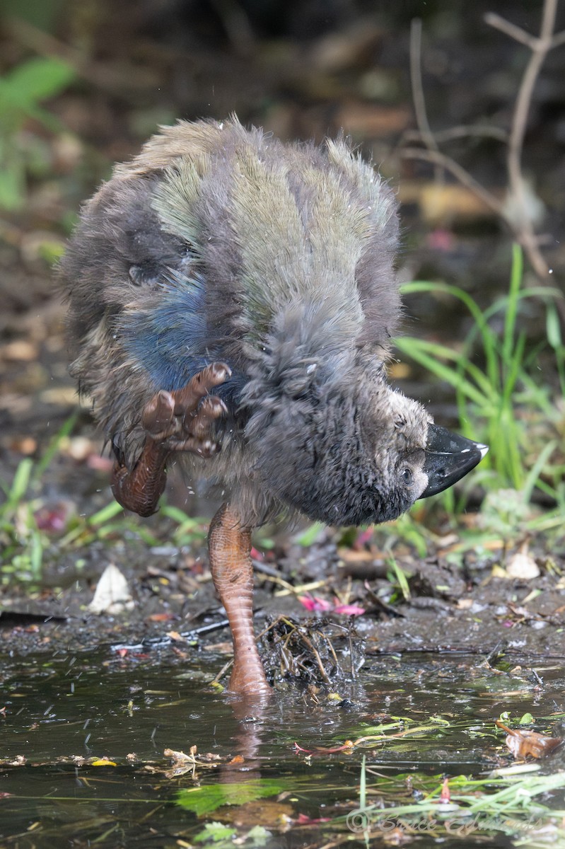 Такахе - ML651359291