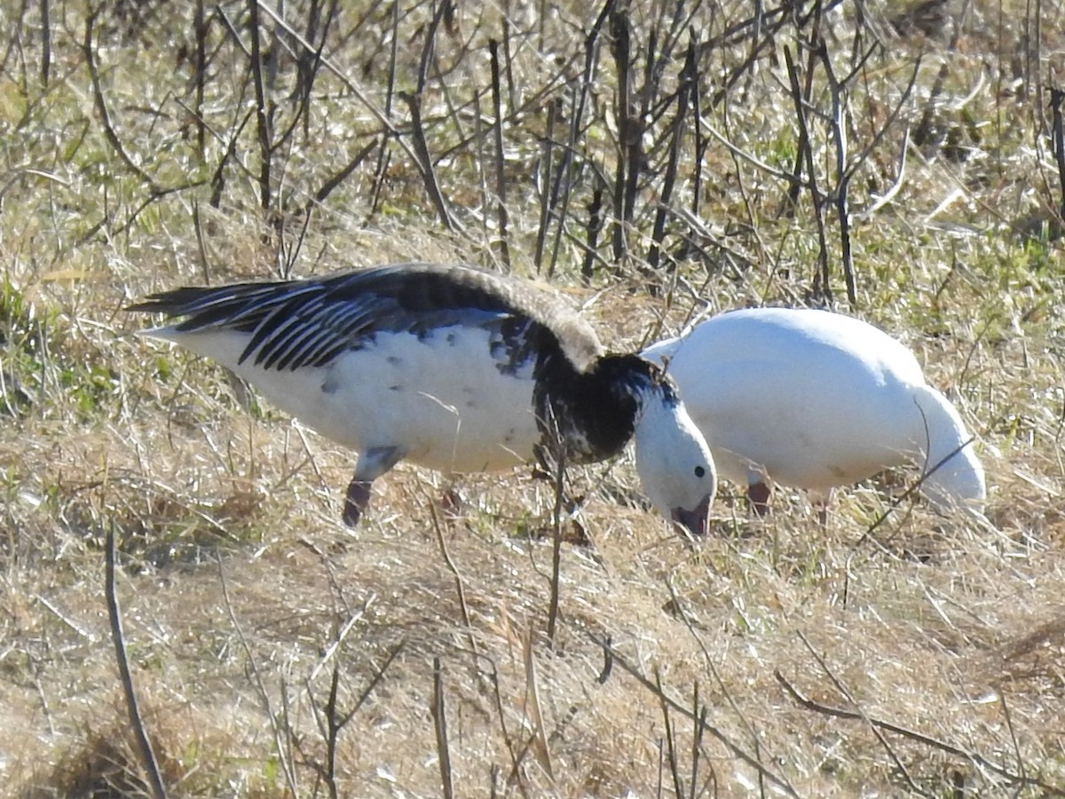 eBird Checklist - 20 Feb 2026 - Cackley Rd @ C H & D Rd - 3 species
