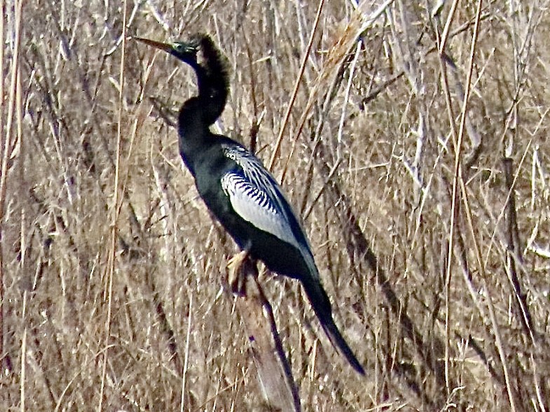 eBird Checklist - 20 Feb 2026 - US-FL-Hudson-13016-13122 Fairwinds Rd ...