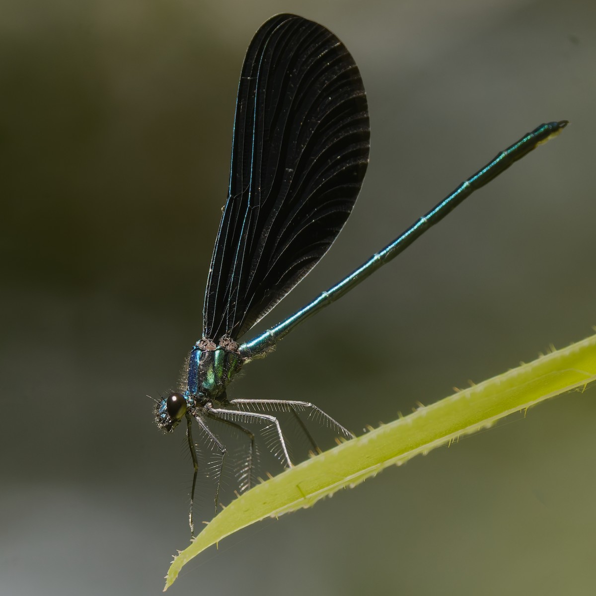 Ebony Jewelwing - ML651361073
