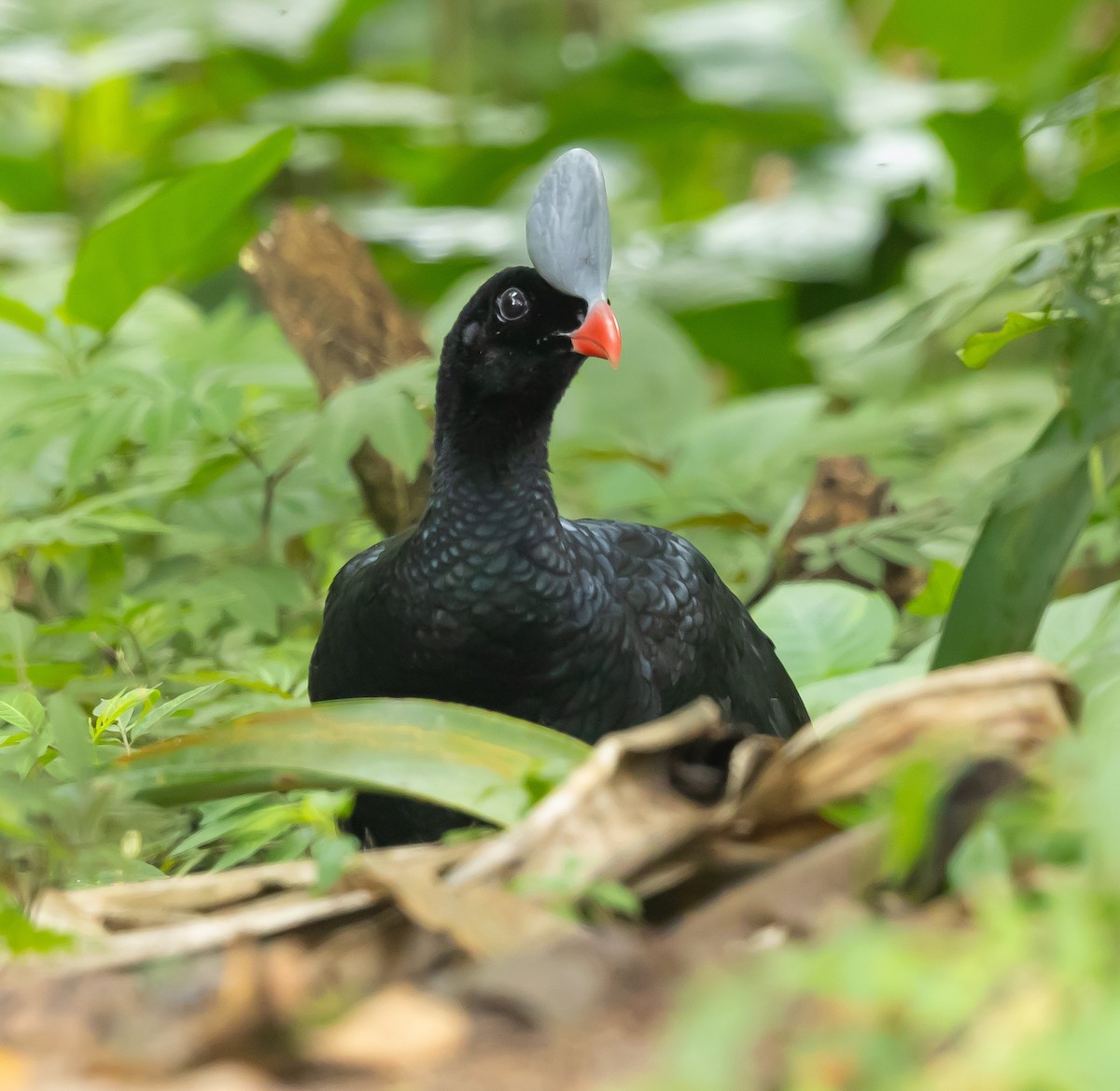 Helmeted Curassow - ML651361320