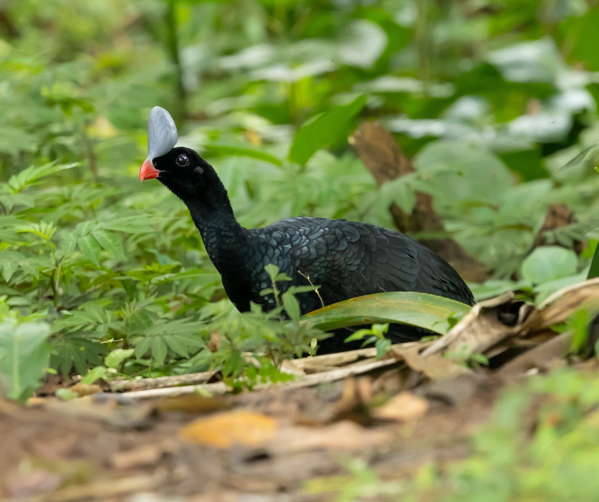 Helmeted Curassow - ML651361322