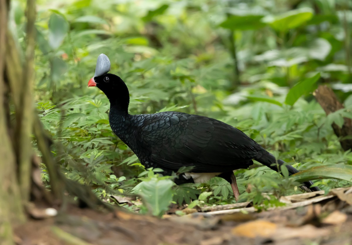 Helmeted Curassow - ML651361325