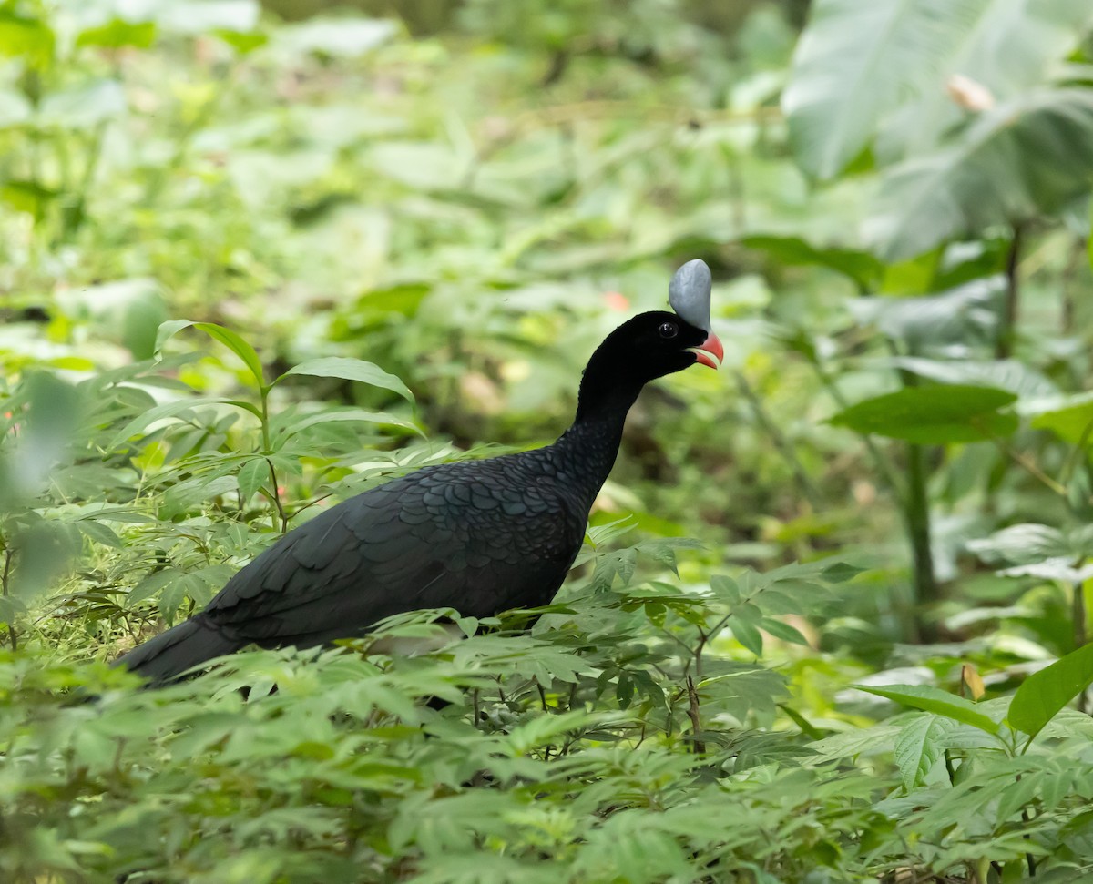 Helmeted Curassow - ML651361326