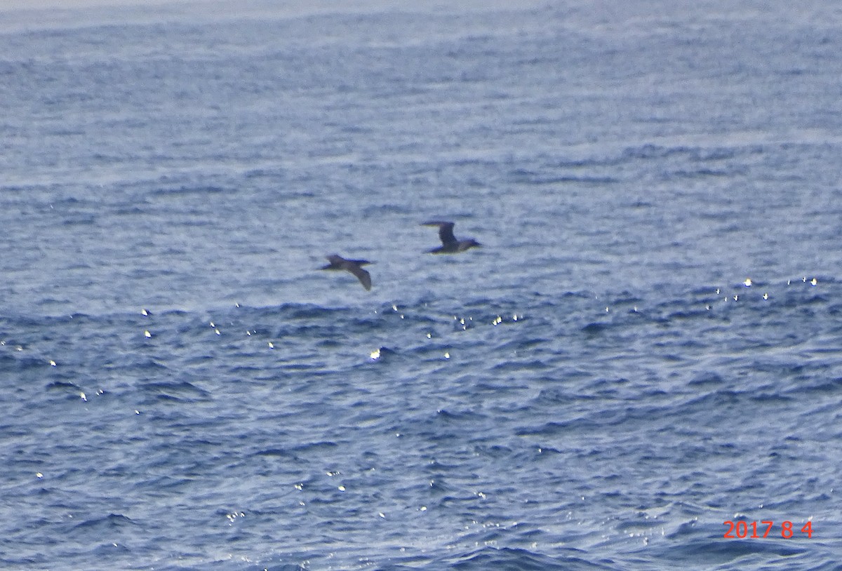 Wedge-tailed Shearwater - ML65136301