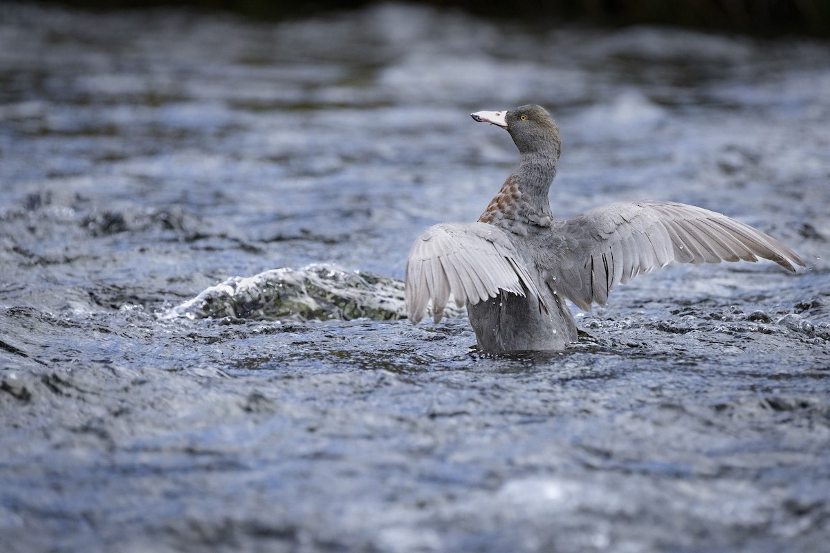 Качка новозеландська - ML651363443