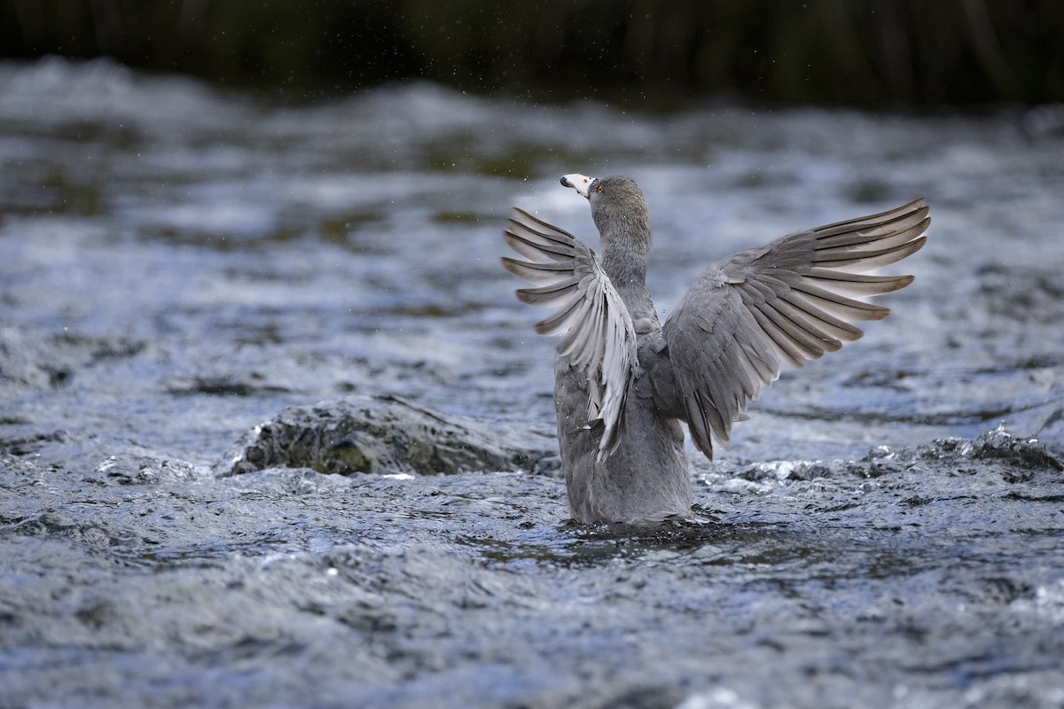 Качка новозеландська - ML651363444