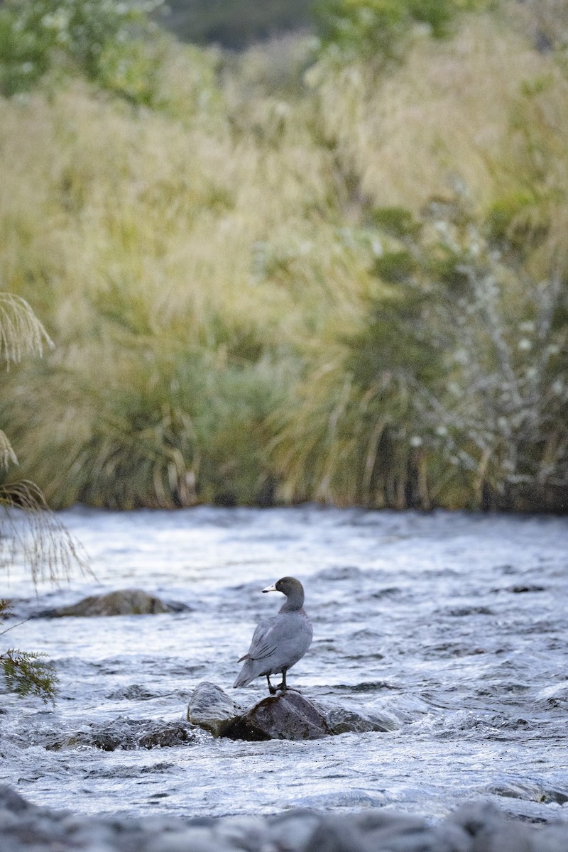 Качка новозеландська - ML651363445