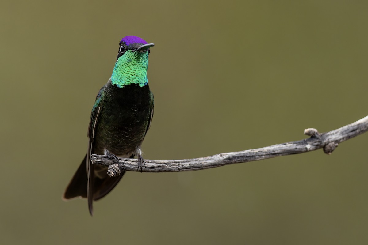 Rivoli's Hummingbird - ML651364233