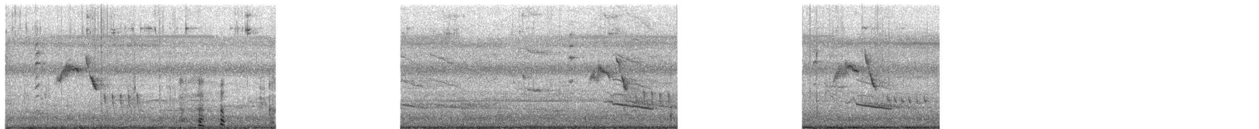 Roststirn-Dornschnabel - ML651364693