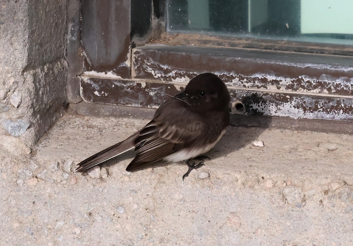 Black Phoebe - ML651365378