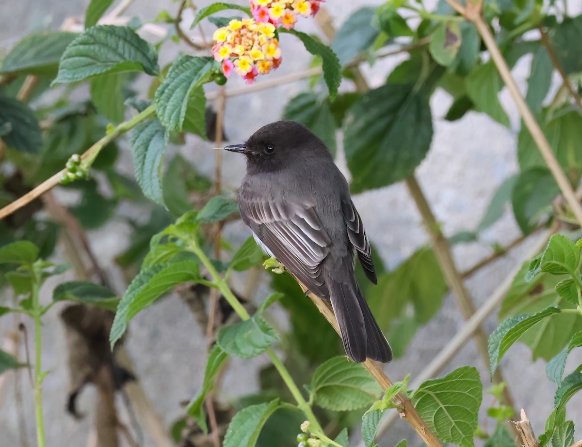 Black Phoebe - ML651365379