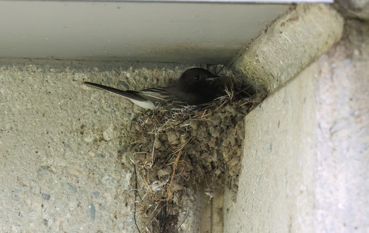 Black Phoebe - ML651365380